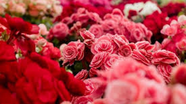 Memberikan Bunga Ini Sebagai Tanda Cinta Di Hari Valentine